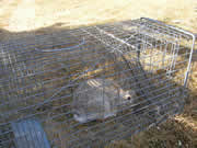 Allstate Animal Control photo rabbit in trap
